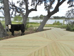 Deck and a cow